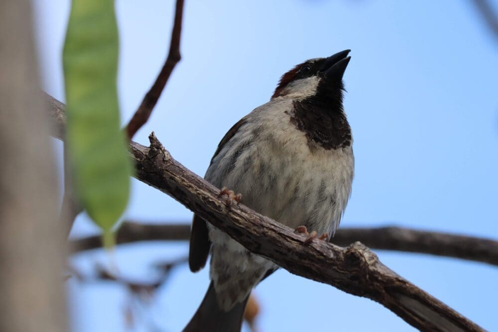 Haifanews.birdsong.29.7 (6)