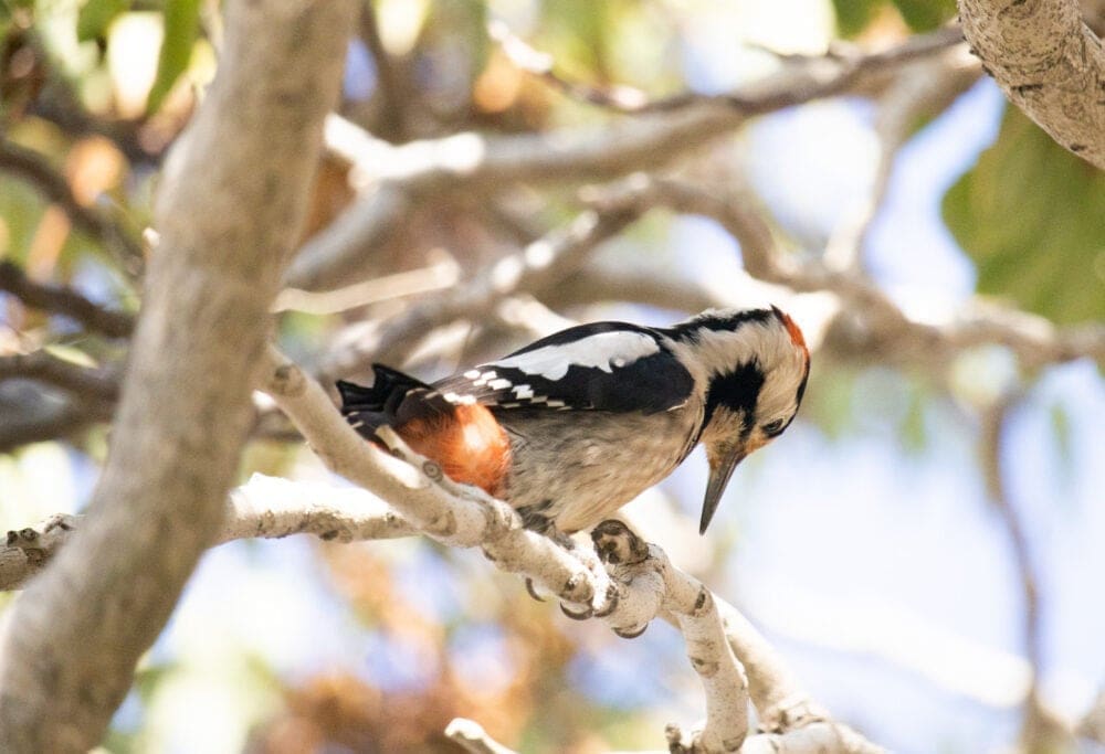 Haifanews.birdsong.29.7 (7)