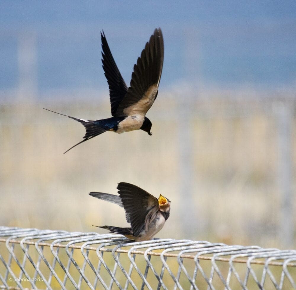 Haifanews.birdsong.29.7 (9)