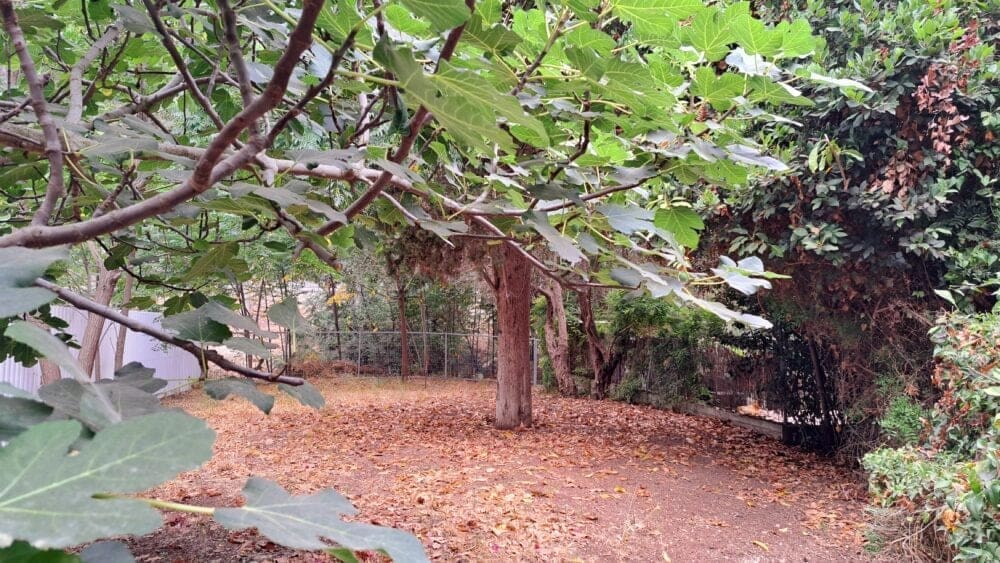החורשה אשר תהייה בעתיד גינה קהילתית- מול הכניסה לבית עו"ס יפעת מזרחי (צילום: רחלי אורבך)