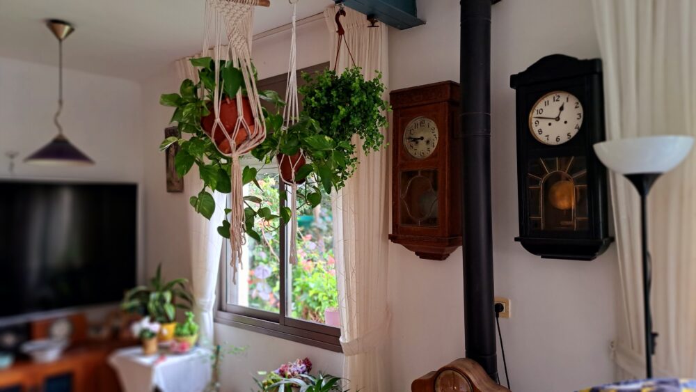 צמחיה ירוקה לציד חלק מאוסף השעונים- בבית עו"ס יפעת מזרחי (צילום: רחלי אורבך)