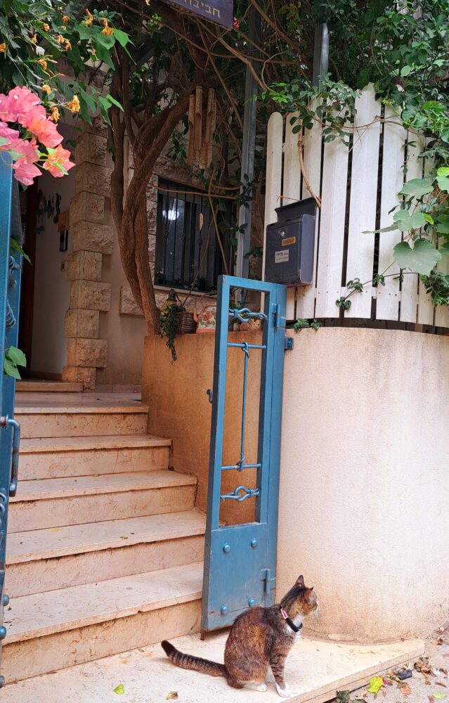 שער כחול וחתולים- בכניסה לבית עו"ס יפעת מזרחי (צילום: רחלי אורבך)