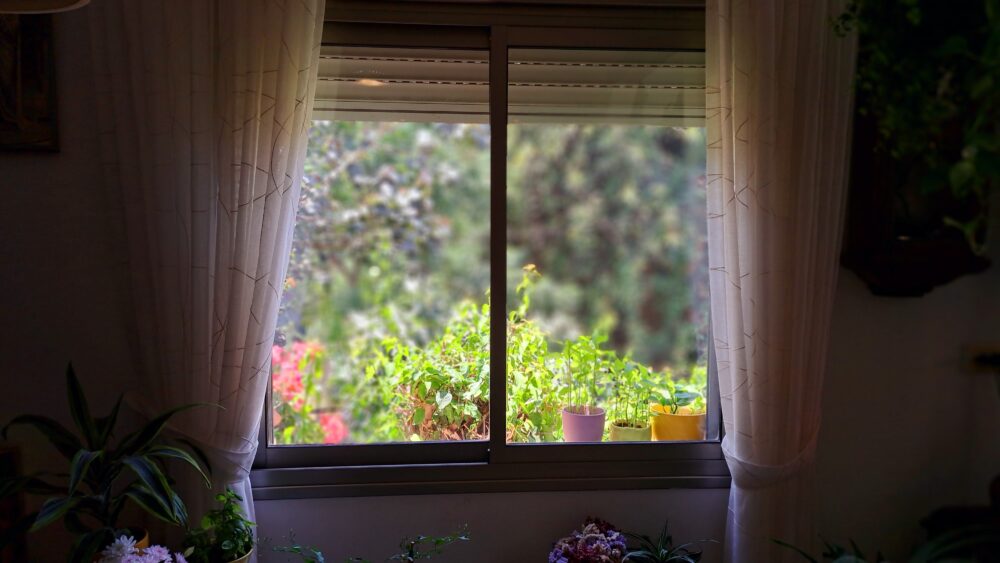 מבט מחלון נוסף אל החורש הנמצא ממול- בבית עו"ס יפעת מזרחי (צילום: רחלי אורבך)