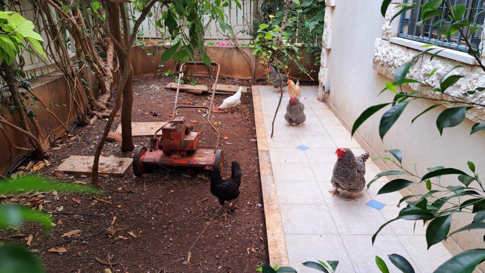 התרנגולות אשר ברחבי חצר הבית- במעון עו"ס יפעת מזרחי (צילום: רחלי אורבך)