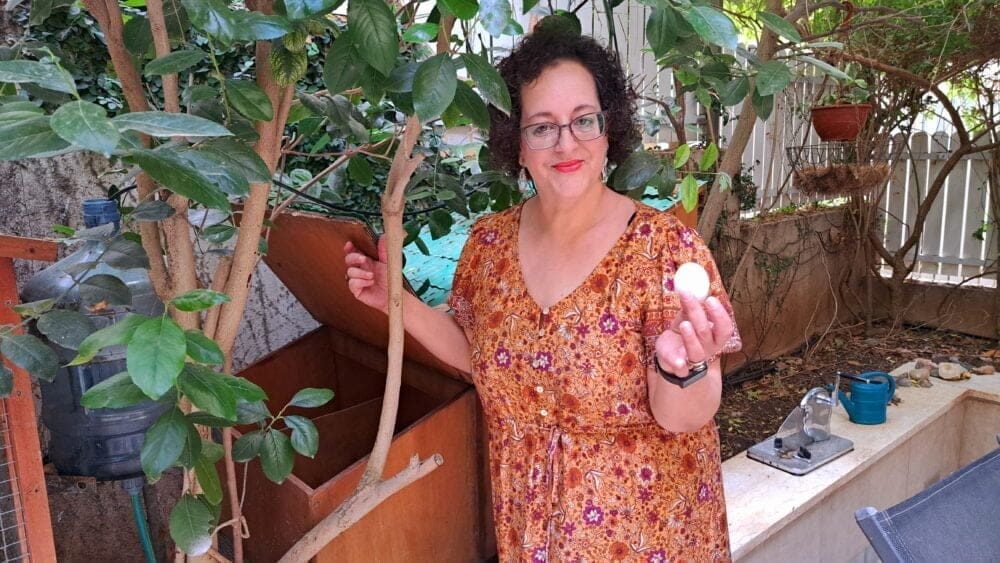 מדי בוקר יש לאסוף את הביצים- בחצר אשר בבית עו"ס יפעת מזרחי (צילום: רחלי אורבך)