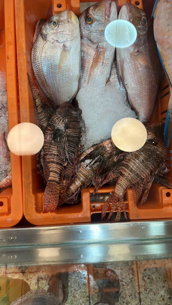 דגי זהרון נמכרים בשוק תלפיות בחיפה (צילום: חי פה בשטח)