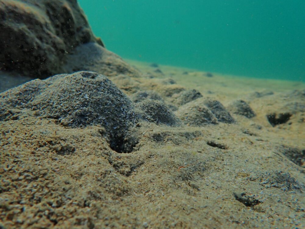 מחילות של רכיכות וסרטנים המזינים את מארג המזון על קרקעית הים באזור בת גלים (צילום: מוטי מנדלסון)