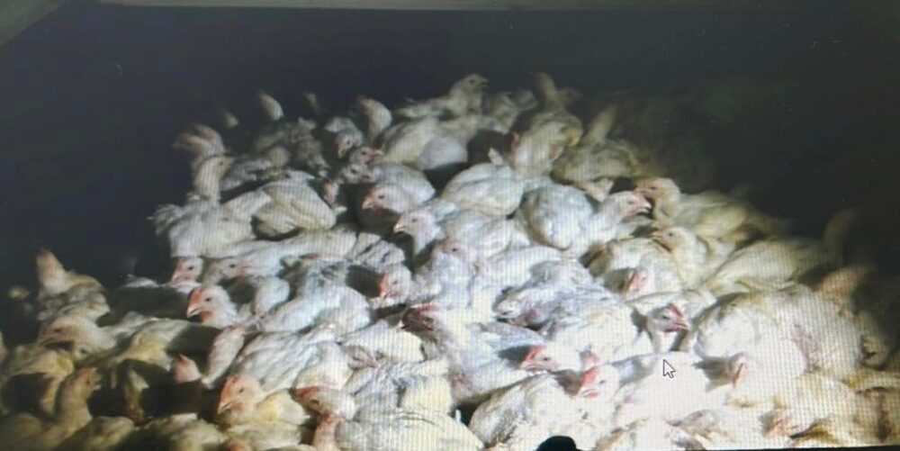 גניבת תרנגולות (צילום: משטרת ישראל)