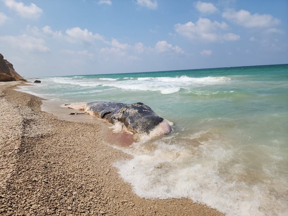 לוויתן ראשתן נצפה בקרבת היבשה - אח