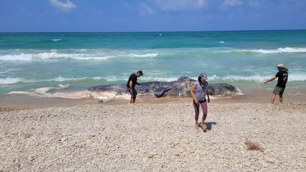 לוויתן ראשתן נצפה בקרבת היבשה - אח