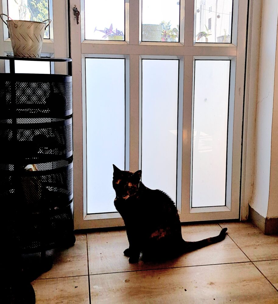 בבית תמרה וובר - החתולה לולו (צילום: רחלי אורבך)