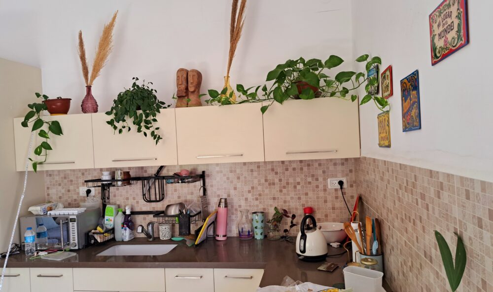 בבית תמרה וובר -עציצים במטבח כהומאז' ל"התיישבות קבע" (צילום: רחלי אורבך)