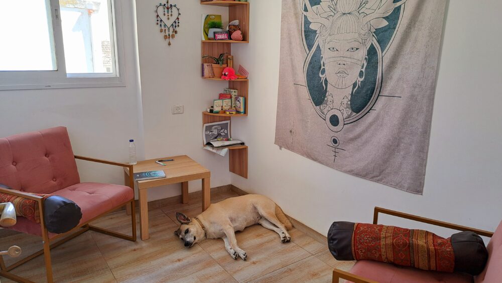 בבית תמרה וובר -הכלבה מיקה ומיקומה בקליניקה (צילום: רחלי אורבך)