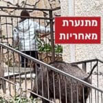 קליש מתנערת מאחריות – חזיר ענק עובר בסמוך לילדה קטנה (צילום: ירון כרמי)