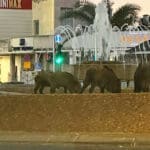 עדר חזירי בר בכיכר ספר בחיפה (צילום: מורן ברגמן מורג)
