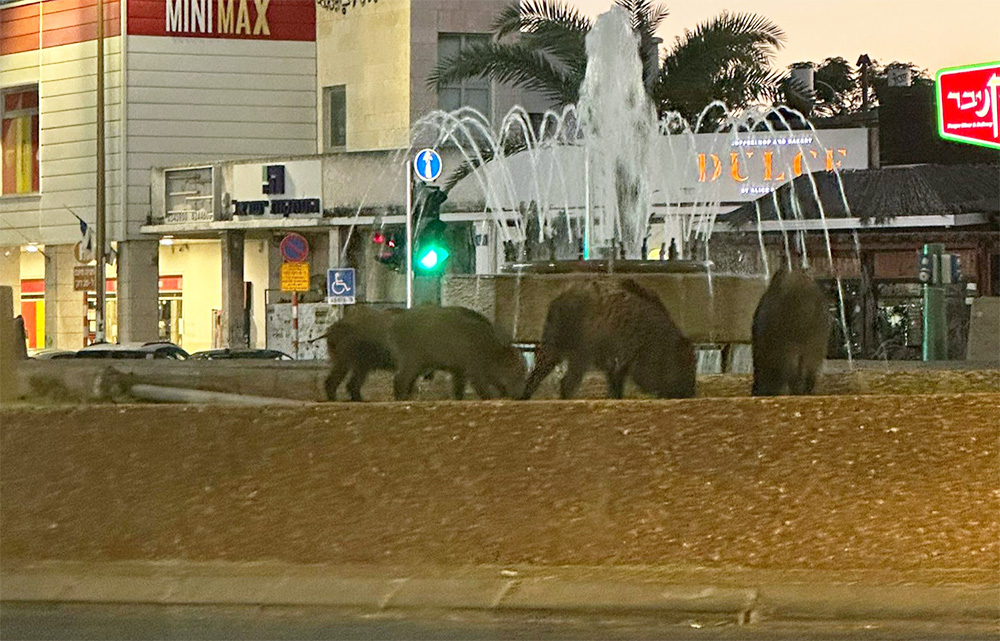 A herd of wild boars in Sefer Square in Haifa (Photo: Moran Bergman Morgue)