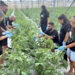 מרגש: התאילנדים ברחו, החקלאים גויסו, מכבי חיפה הגיעה לקטוף עגבניות (צילום: מכבי חיפה האתר הרישמי)