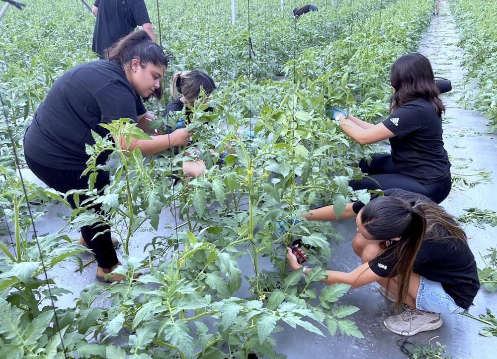 מרגש: התאילנדים ברחו, החקלאים גויסו, מכבי חיפה הגיעה לקטוף עגבניות (צילום: מכבי חיפה האתר הרישמי)