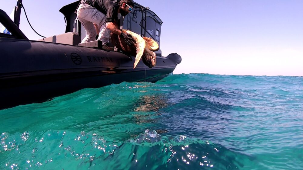 חילוץ קרס דיג מרגלו של צב ים חום סמוך לעתלית על ידי פקחי היחידה הימית של רשות הטבע והגנים (צילום: גיא לויאן רשות הטבע והגנים)