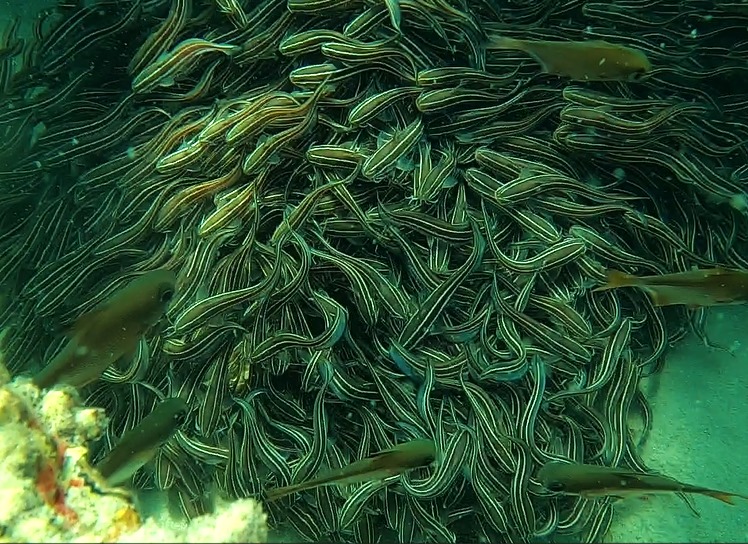 ריכוז גדול של דג זה (צילום: מוטי מנדלסון)