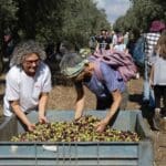 מסיק זיתים משותף במטע הסקוטי של סינדיאנת הגליל (צילום: יעל הורוביץ)