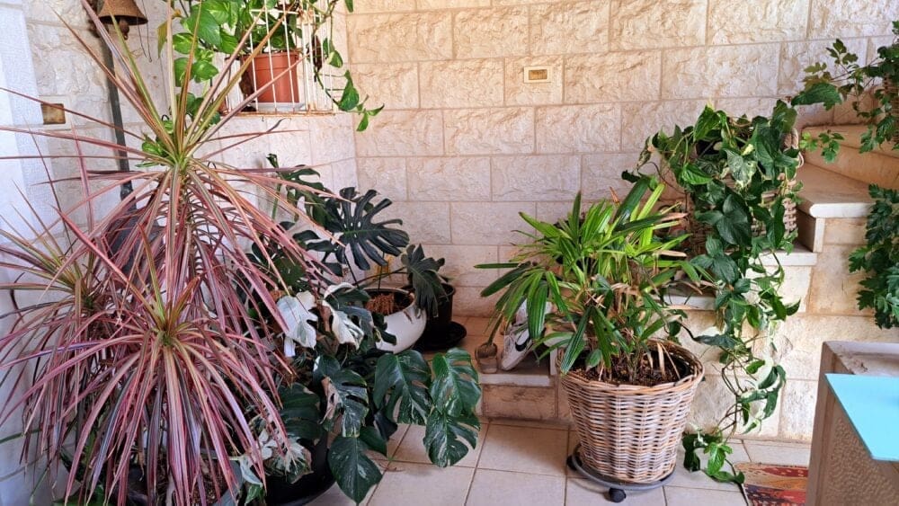 עוספיא- בבית סקר- צמחיה במעלה המדרגות (צילום: רחלי אורבך)