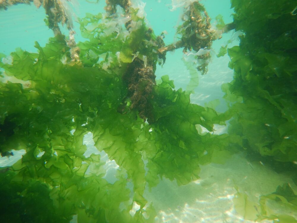 אצת האולווה. חסת הים על גדר זרוקה (צילום: מוטי מנדלסון)
