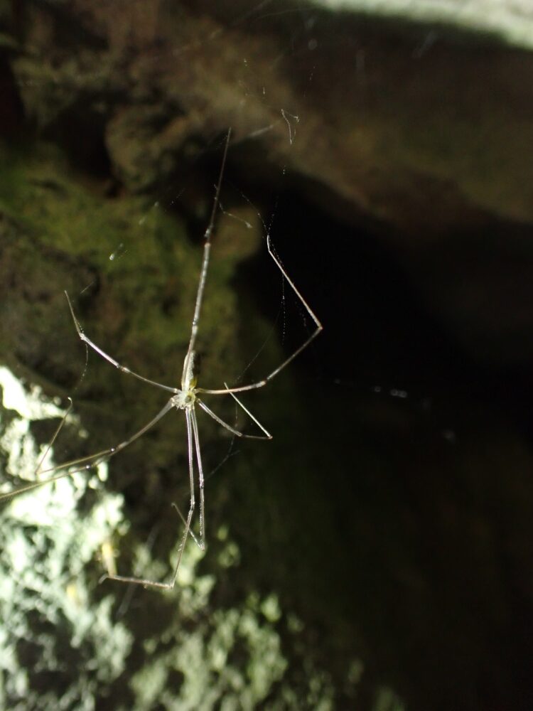 עכביש.. חומפס רועד (צילום: מוטי מנדלסון)