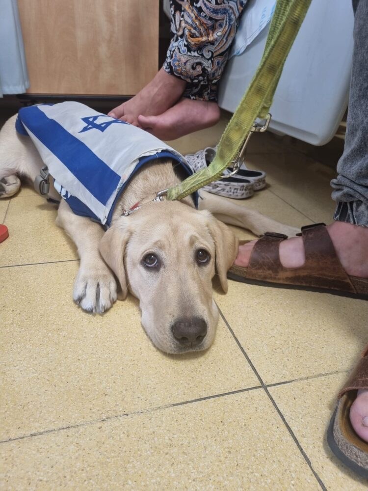 כלבים טיפוליים באים לתמוך ביולדות ברמב״ם (צילום: רמב״ם)