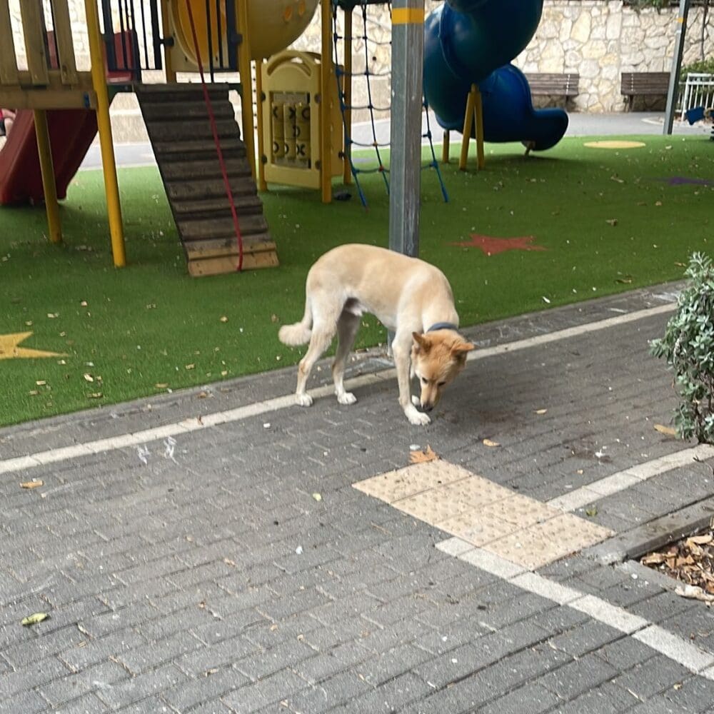 haifa-haipo-dog-12112023