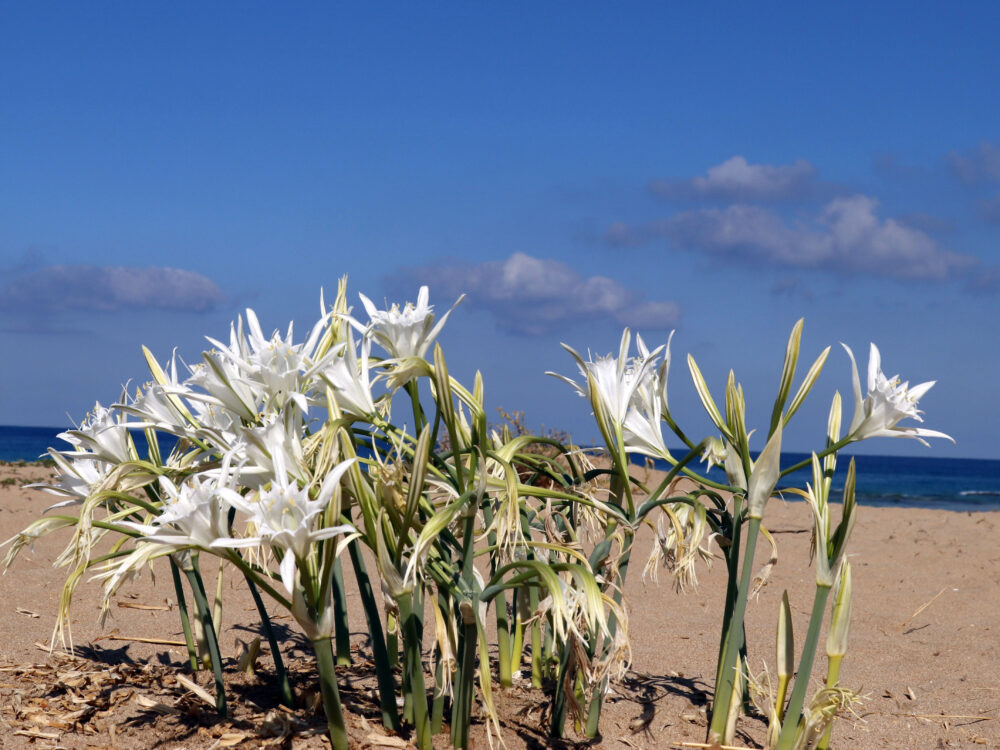 חבצלת החוף בגן לאומי אכזיב (צילום: דודו פרו רשות הטבע והגנים)