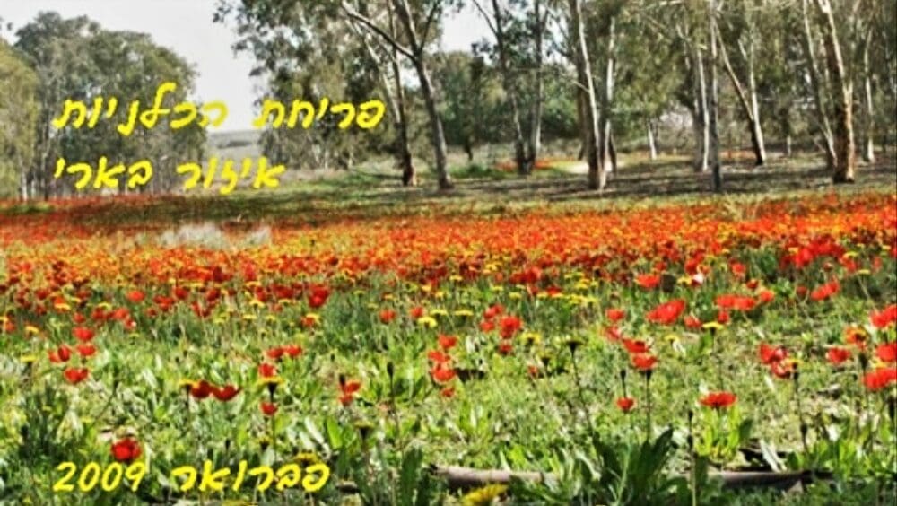 פריחת הכלניות – בארי 2009 (צילום: רחלי אורבך)