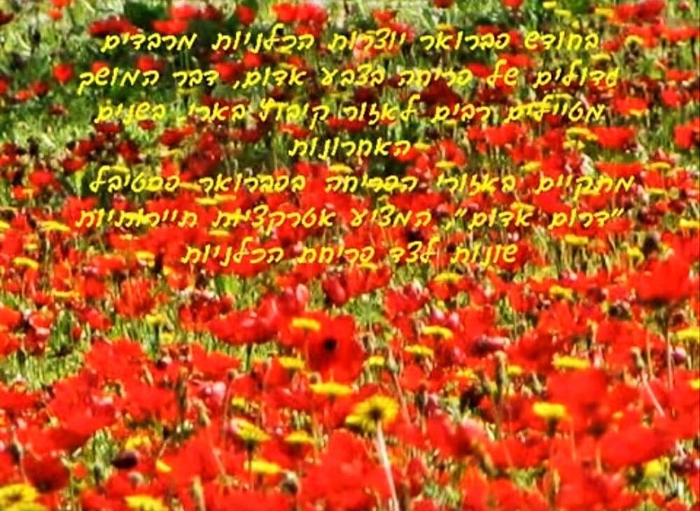 שדה כלניות ביער בארי – 2009 (צילום: רחלי אורבך)