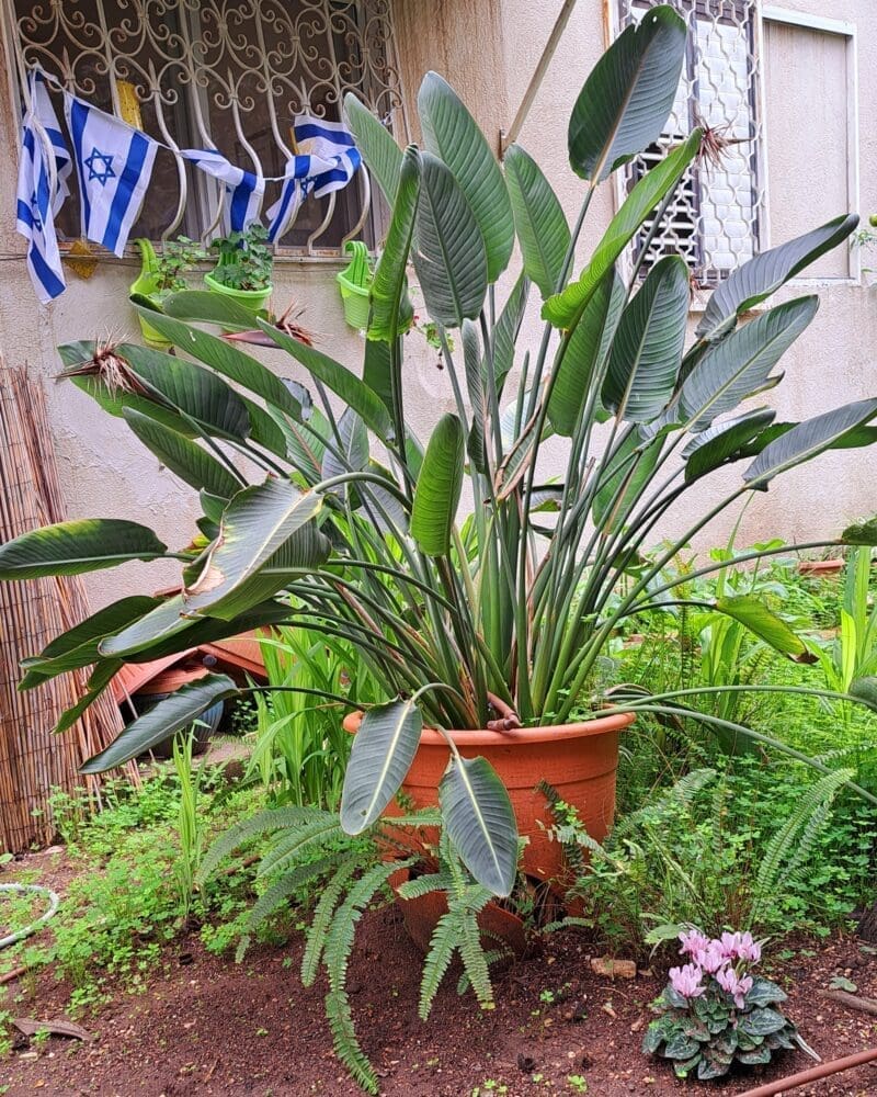 בגינה – פריחה ותקווה (צילום: רחלי אורבך)