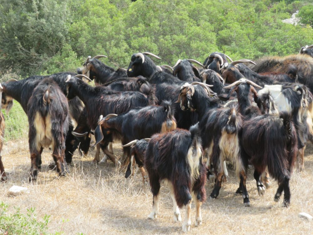 עדר עיזים בכרמל (צילום: יעל הורוביץ)