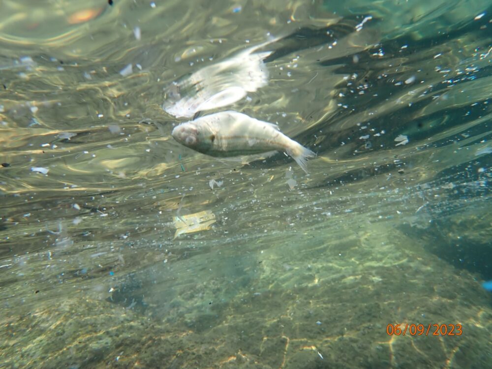 דג מת בחוף הפתוח ...מזון לאנפות ולעורבים (צילום: מוטי מנדלסון)