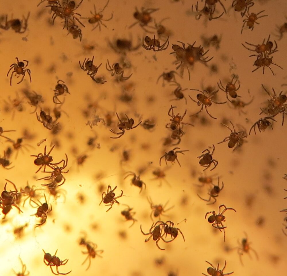 מיני עכבישי כסופי משונן (צילום: מוטי מנדלסון כל הזכויות שמורות לחי פה תאגיד החדשות)