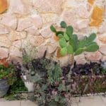 בבית זהבה אמזלג – הקקטוס וחבריו (צילום: רחלי אורבך)