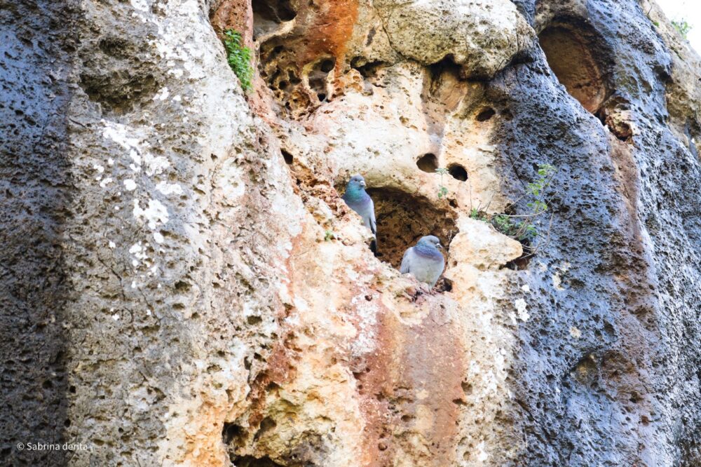 מצוק קיר העורבים, היונים בגומחות (צילום: סברינה דה ריטה)