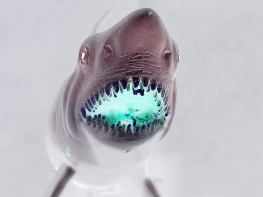 כריש ושיניו המפחידות (צילום: מוטי מנדלסון)