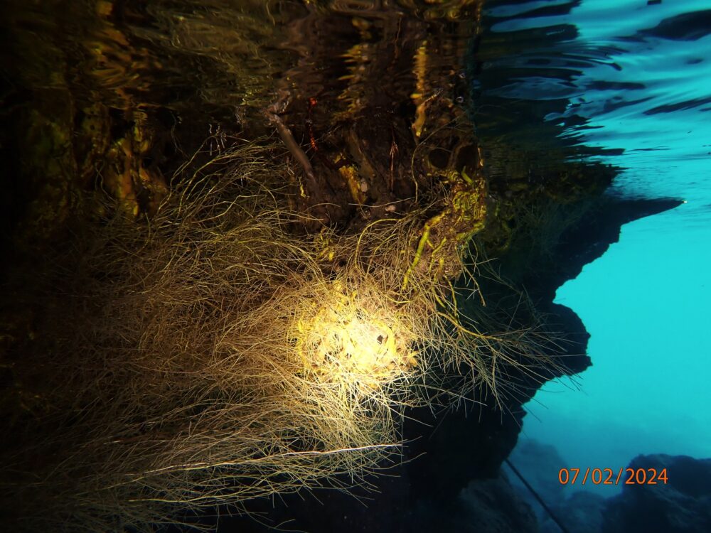 מלתעות הים (צילום: מוטי מנדלסון)