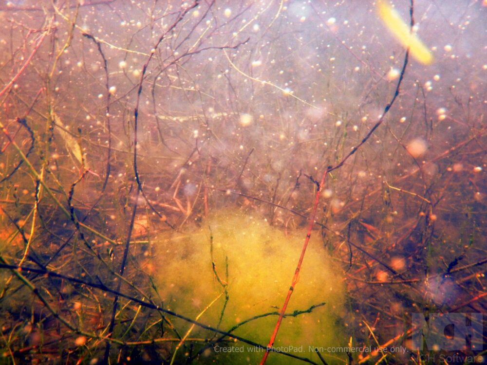 יצורים פלנקטוניים וסרטנים פשוטים שנסחפו בגשמים לים (צילום: מוטי מנדלסון)