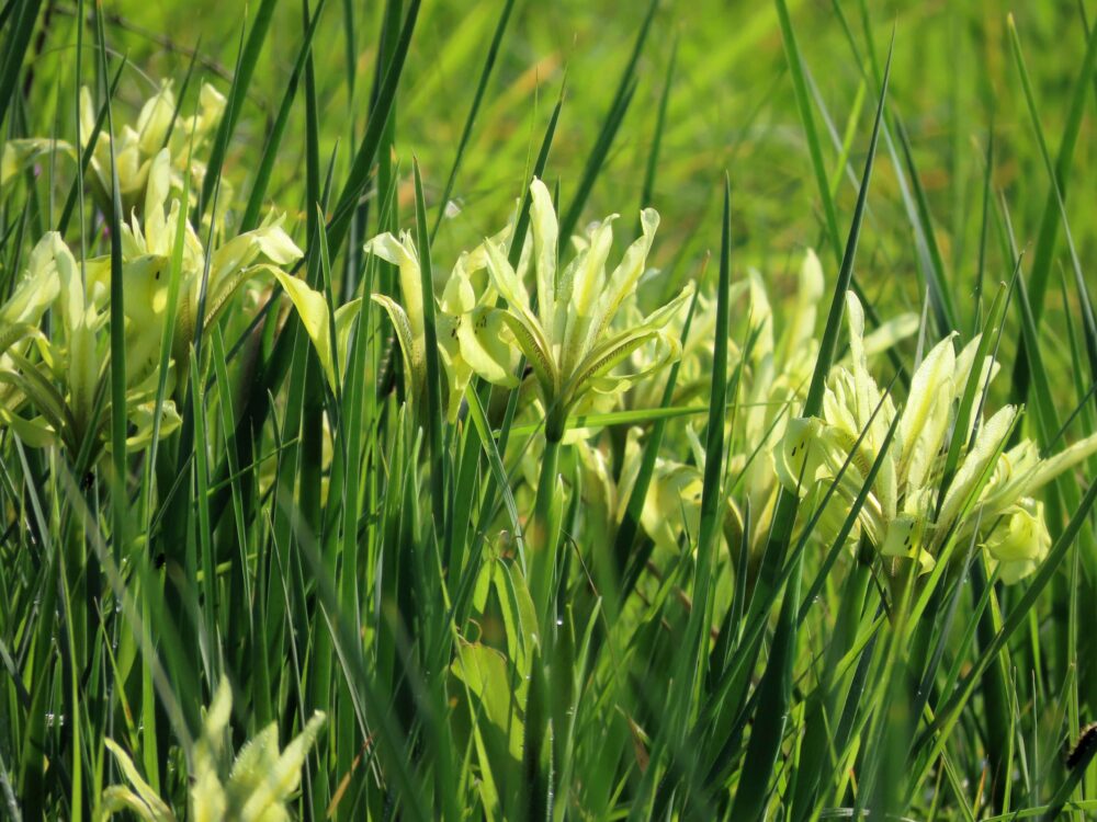 The blooming of the marsh iris (photo: Yara Wickselbaum-Stahl)