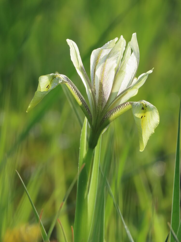 The blooming of the marsh iris (photo: Yara Wickselbaum-Stahl)