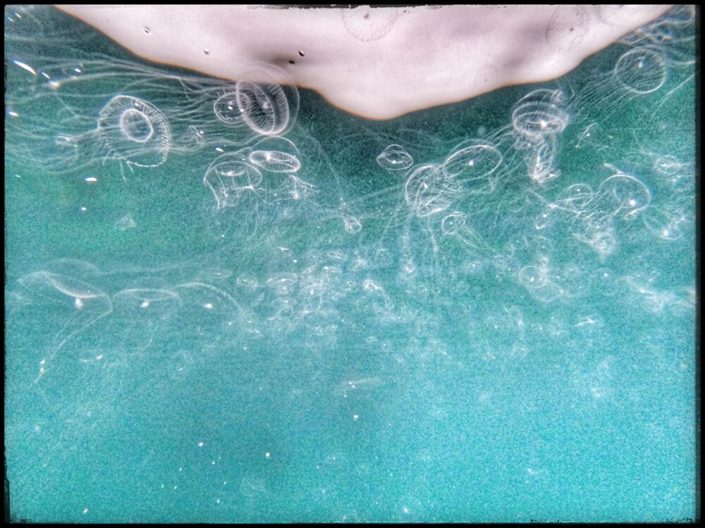 נחילי ענק של צלעית קטנה בריף בת גלים (צילום: טל רז)