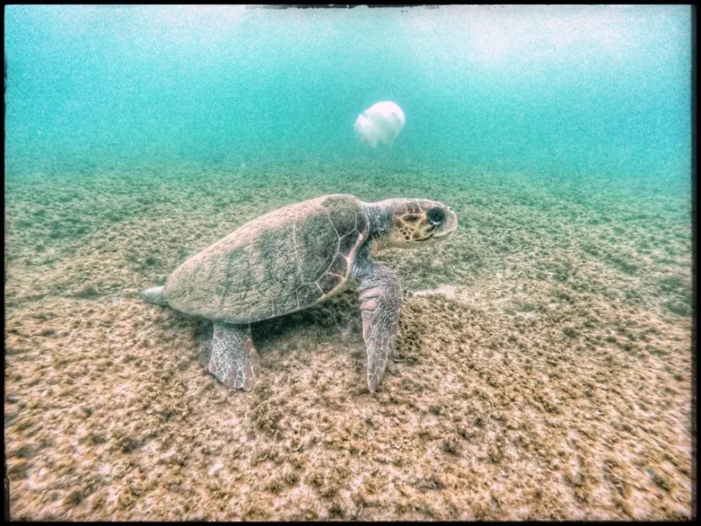 הצב נח - צב ים חום בריף בת גלים (צילום: טל רז)