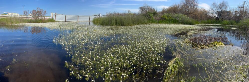 פריחת הצמח הנדיר, נורית המים, בבריכת חורף במפרץ חיפה (צילום: אלון בן מאיר, רשות נחל הקישון)