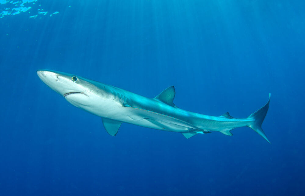 כריש כחול (צילום: רמי קליין)