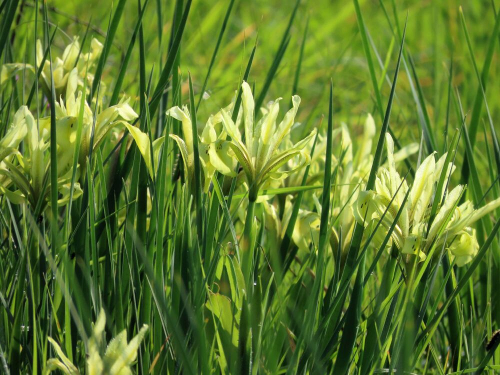 פריחת אירוס הביצות (צילום: יערה ויקסלבאום-שטהל)