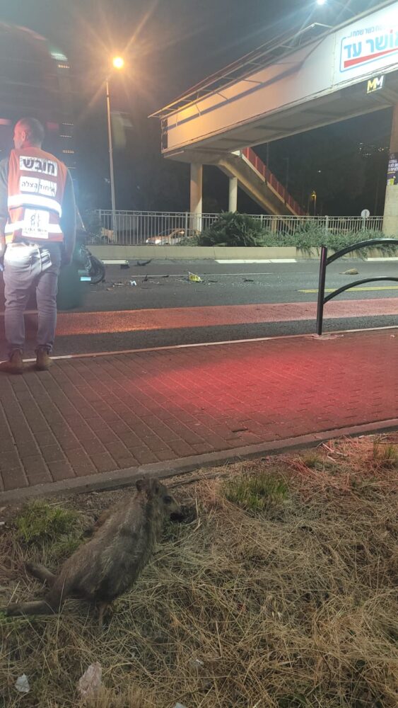 גוויית חזיר בר - זירת תאונה עם חזיר בר בחיפה - רוכב אופנוע נפצע באורח בינוני (צילום: איחוד הצלה)